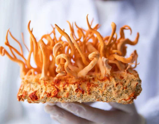 Кордицепс вооружённый (лат. Cordyceps militaris)